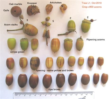 How long do acorns need to be stratified?