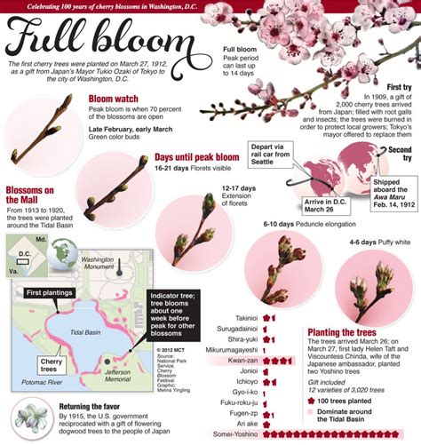 How long do almond blossoms bloom?