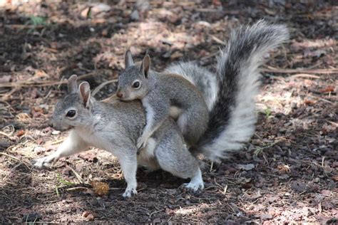 How long do baby squirrels stay with their mother?