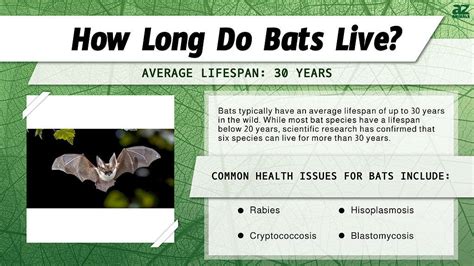 How long do bats live?