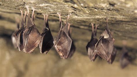 How long do bats sleep?