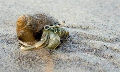 How long do beach hermit crabs live?