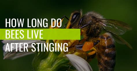 How long do bees live after stinging?
