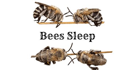 How long do bees sleep?