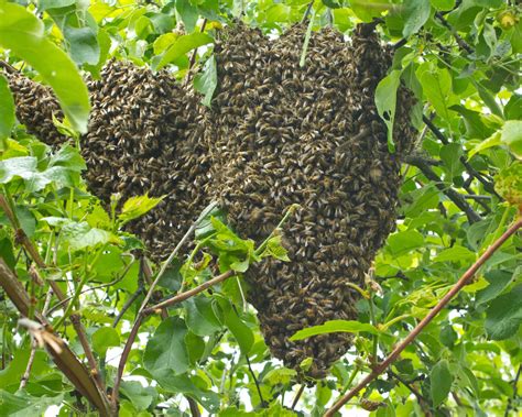 How long do bees swarm for?