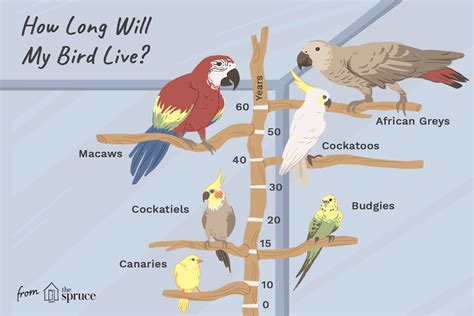 How long do birds live?