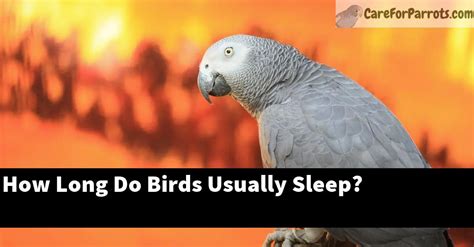 How long do birds sleep?