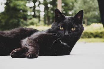 How long do black cats live?