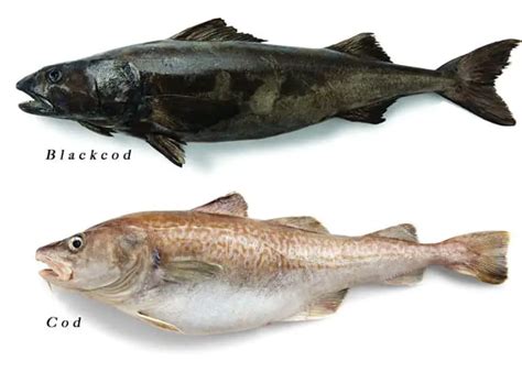 How long do black cod live?