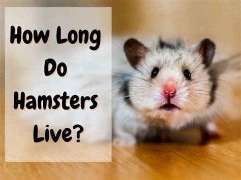 How long do black hamsters live?
