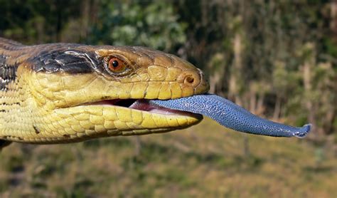 How long do blue tongues live?