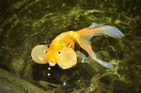 How long do bubble-eye goldfish live for?