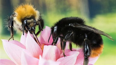 How long do bumble bees live?