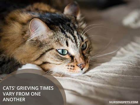 How long do cats mourn their owners?