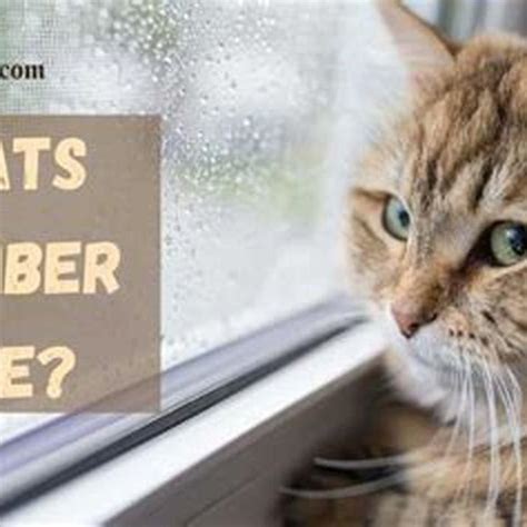 How long do cats remember abuse?