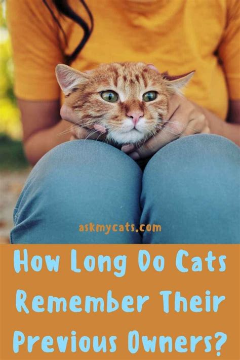 How long do cats remember former owners?