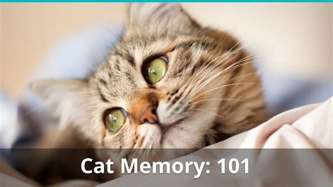 How long do cats remember you?