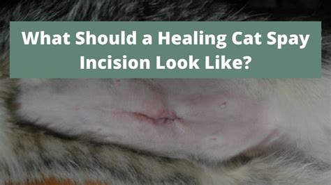 How long do cats take to heal after spay?