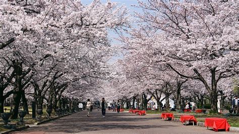 How long do cherry blossoms last?
