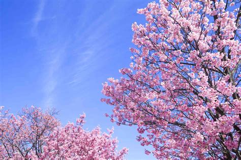 How long do cherry blossoms live?