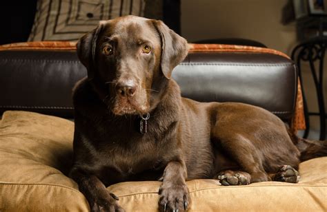 How long do chocolate Labradors live for?