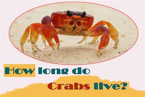 How long do crabs live?