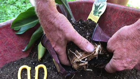 How long do cut birds of paradise last?