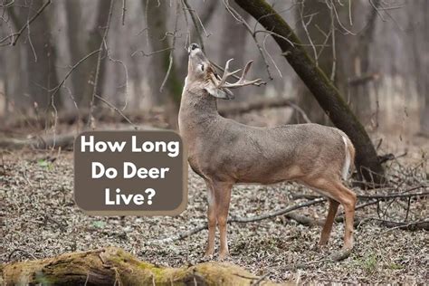 How long do deer live?
