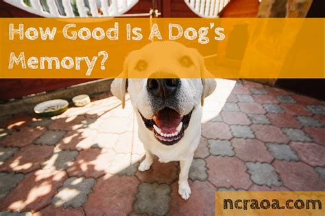How long do dogs remember other dogs that have died?