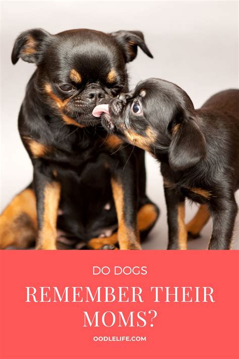 How long do dogs remember their mom?