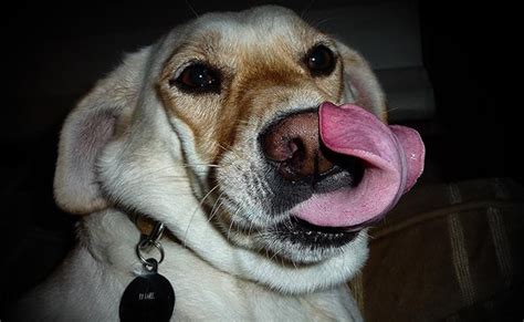 How long do dogs tongues heal quickly?