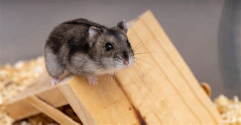 How long do dwarf hamsters live?