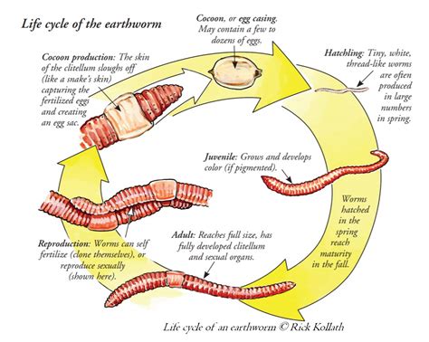 How long do earthworms live?
