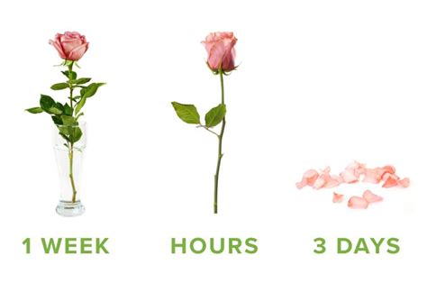How long do flowers last in a vase with water?