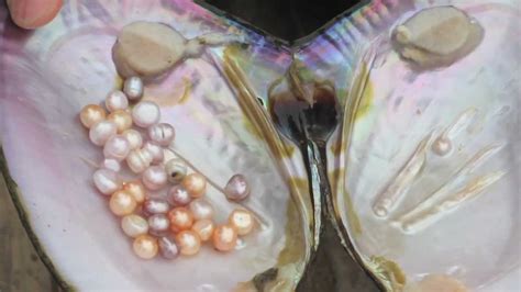 How long do freshwater pearls grow?