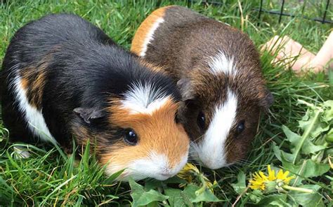 How long do guinea pigs live as a pet?