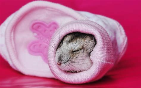 How long do hamsters sleep?
