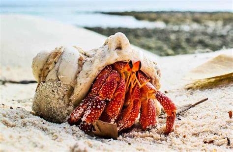 How long do hermit crabs live?
