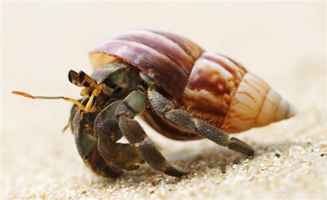 How long do hermit crabs stay in the sand?