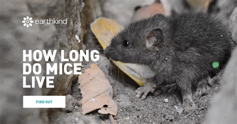 How long do house mice live for?