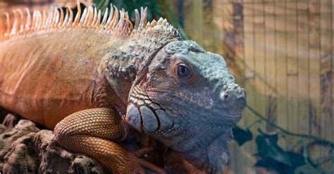 How long do iguanas live 75 years?