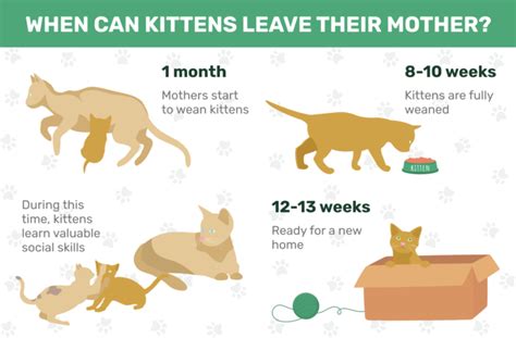 How long do kittens stay with their mother?