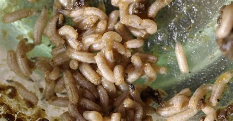 How long do maggots live?