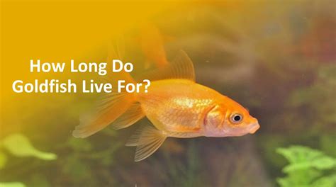 How long do male goldfish live?