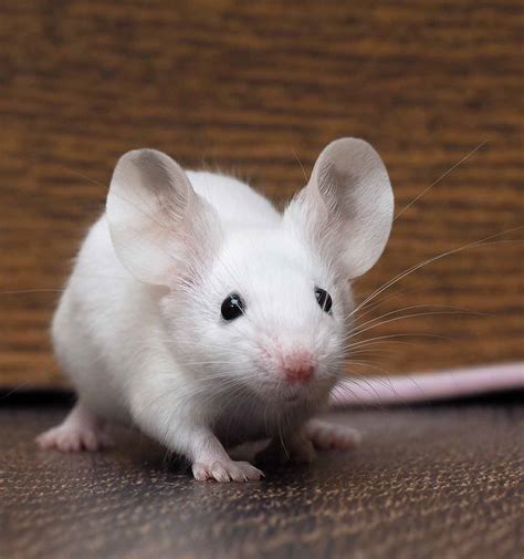 How long do mice live as pets?