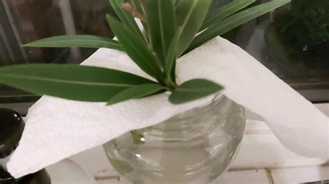 How long do oleander cuttings take to root in water?