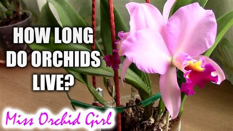 How long do orchids live?