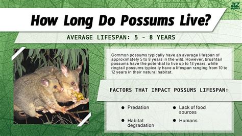 How long do possums live in Canada?