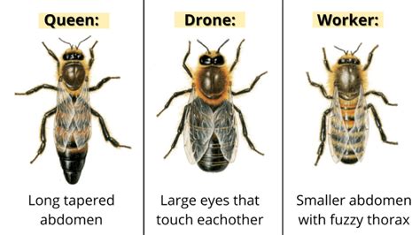 How long do queen bees live?