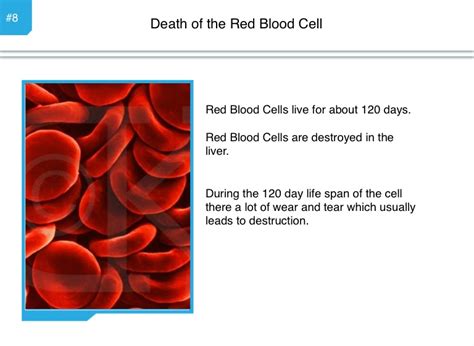 How long do red blood cells live in months?